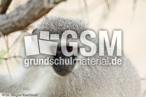 Grüne Meerkatzen (42 von 67).jpg